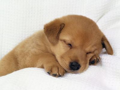 il es mignon hein?